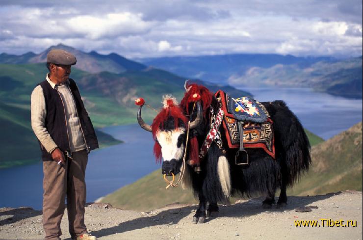 Yamzho Lake Yak