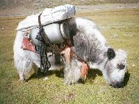 ����� ��
