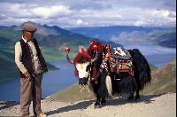 Yamzho Lake Yak