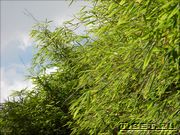 ������