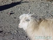 ����